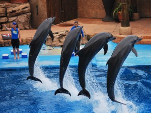 Dolphin-Show-Ushaka-Marine-World-South-Africa[1]